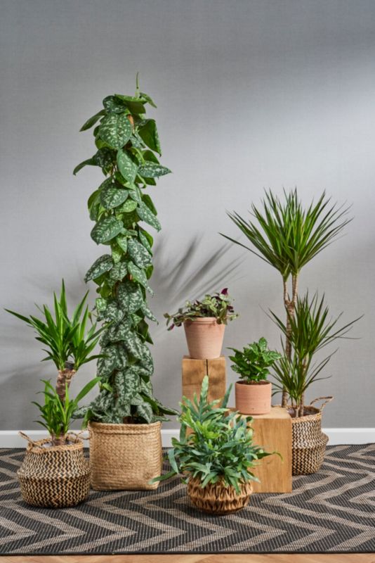 Dracena doniczka 24 cm wys. 130 cm