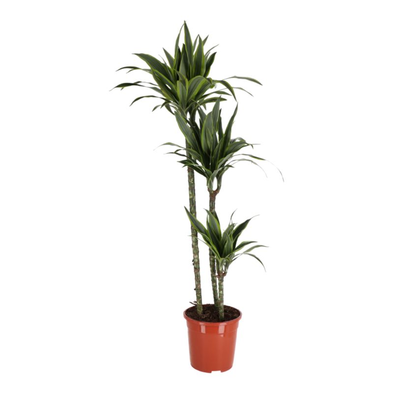 Dracena Fragrans GoodHome mix