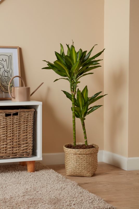 Dracena Golden Dragon 2 pędy 19 cm wys. 90 cm
