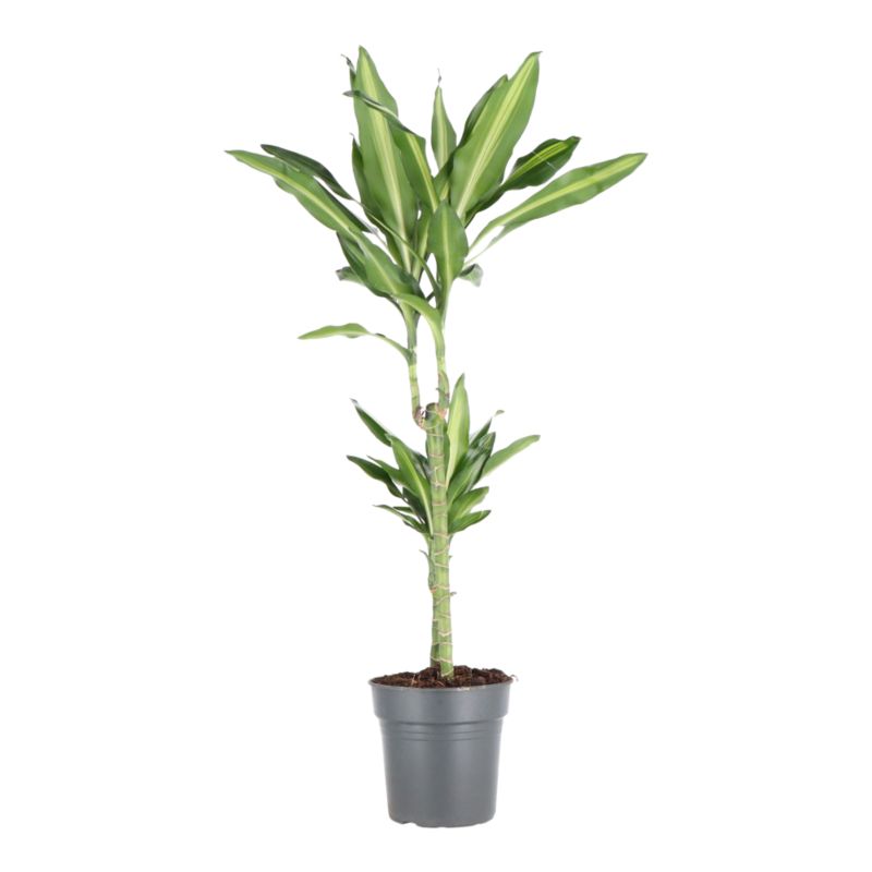 Dracena Golden Dragon 2 pędy 19 cm wys. 90 cm