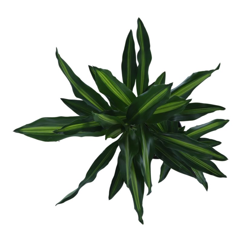 Dracena Golden Dragon 2 pędy 19 cm wys. 90 cm
