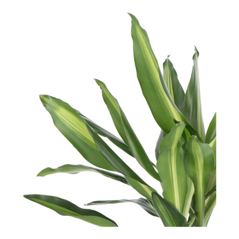Dracena Golden Dragon 2 pędy 19 cm wys. 90 cm