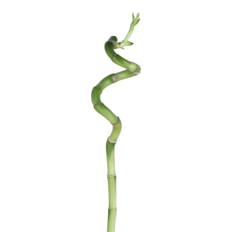 Dracena Lucky Bamboo