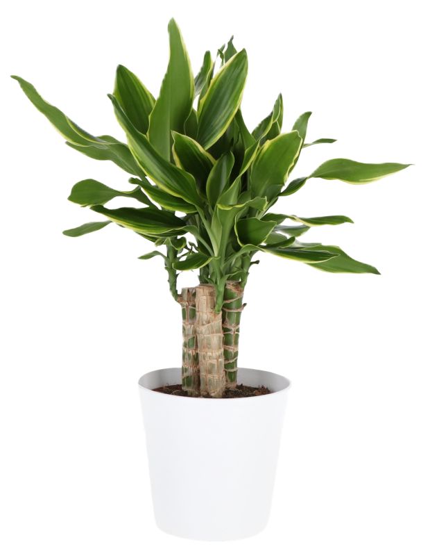 Dracena Magenta w ceramicznej donicy 17 cm