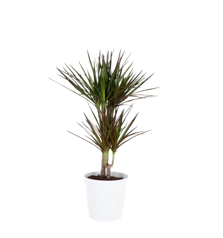Dracena Marginata w ceramicznej donicy 17 cm