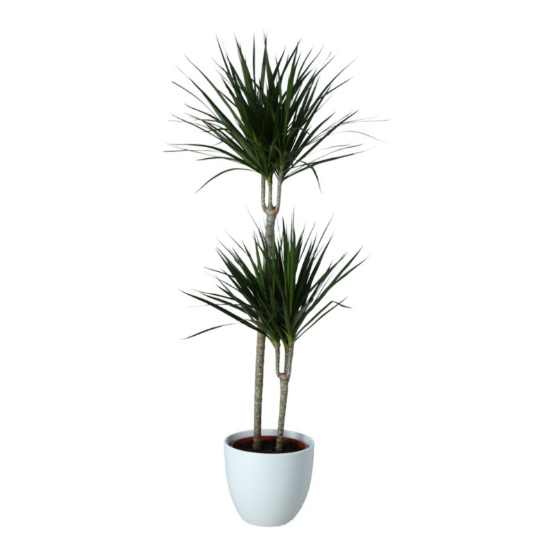 Dracena Marginata w ceramicznej donicy 27 cm