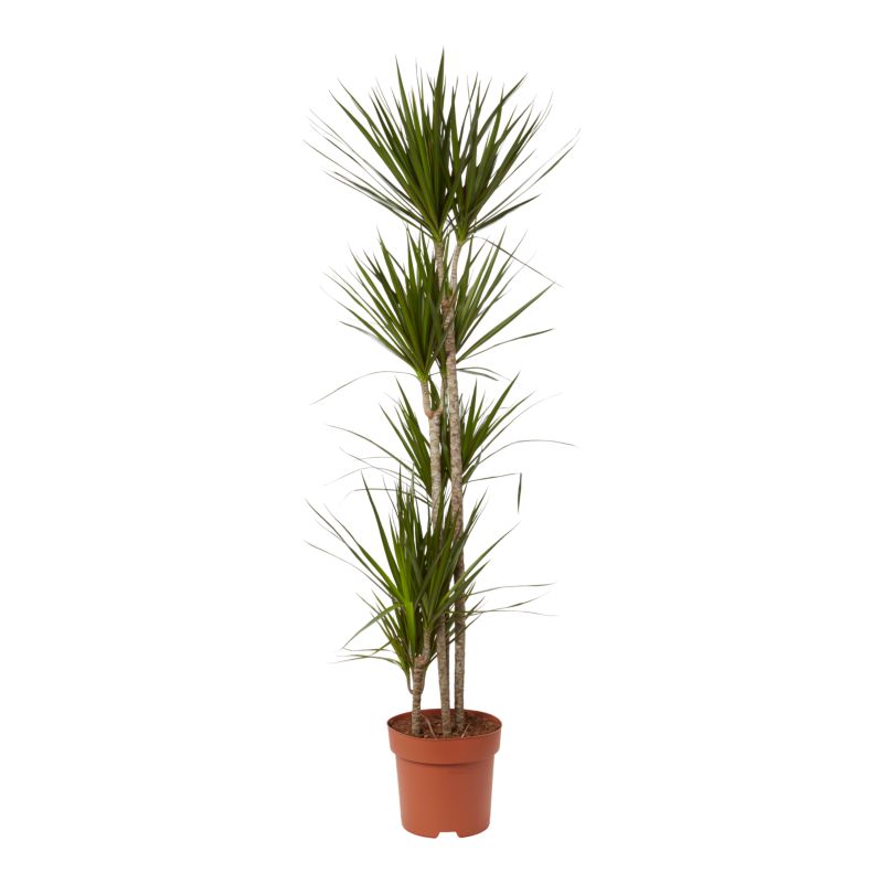 Dracena smocza 5 pędów 30 cm wys. 180 cm
