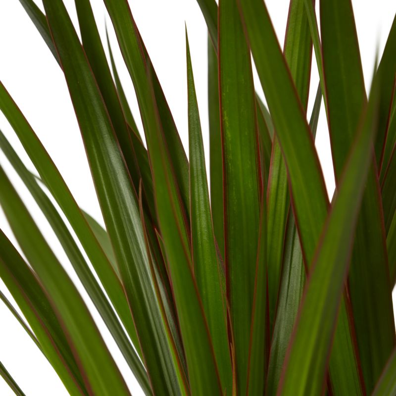 Dracena smocza 5 pdw 30 cm wys. 180 cm