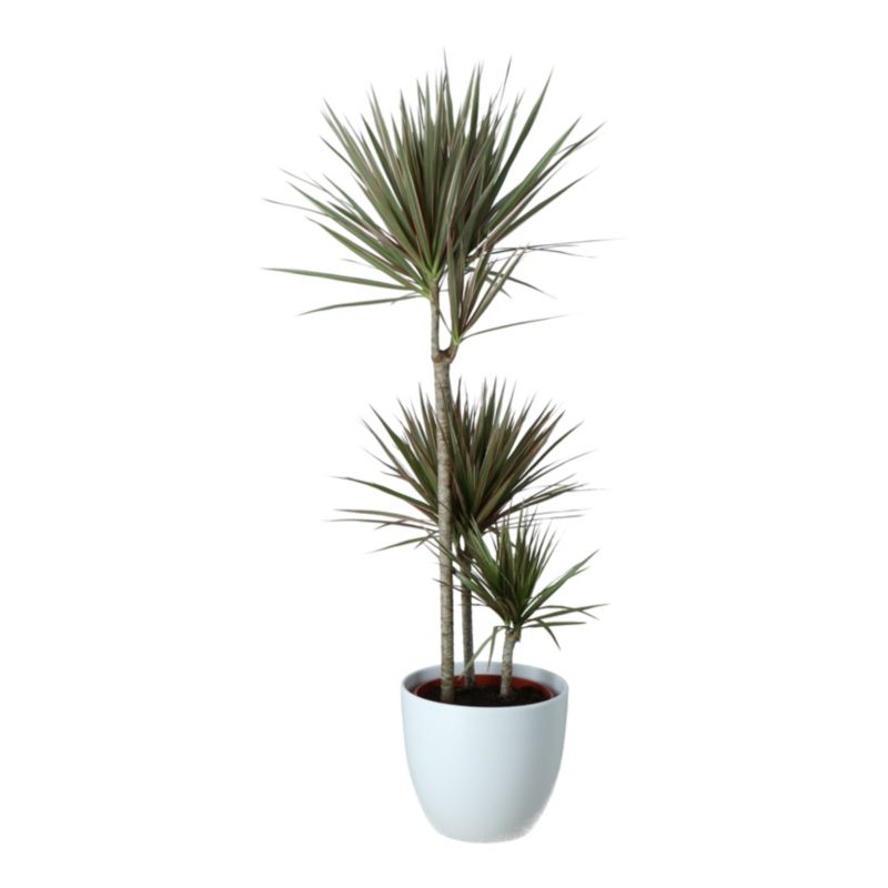 Dracena smocza w ceramicznej doniczce
