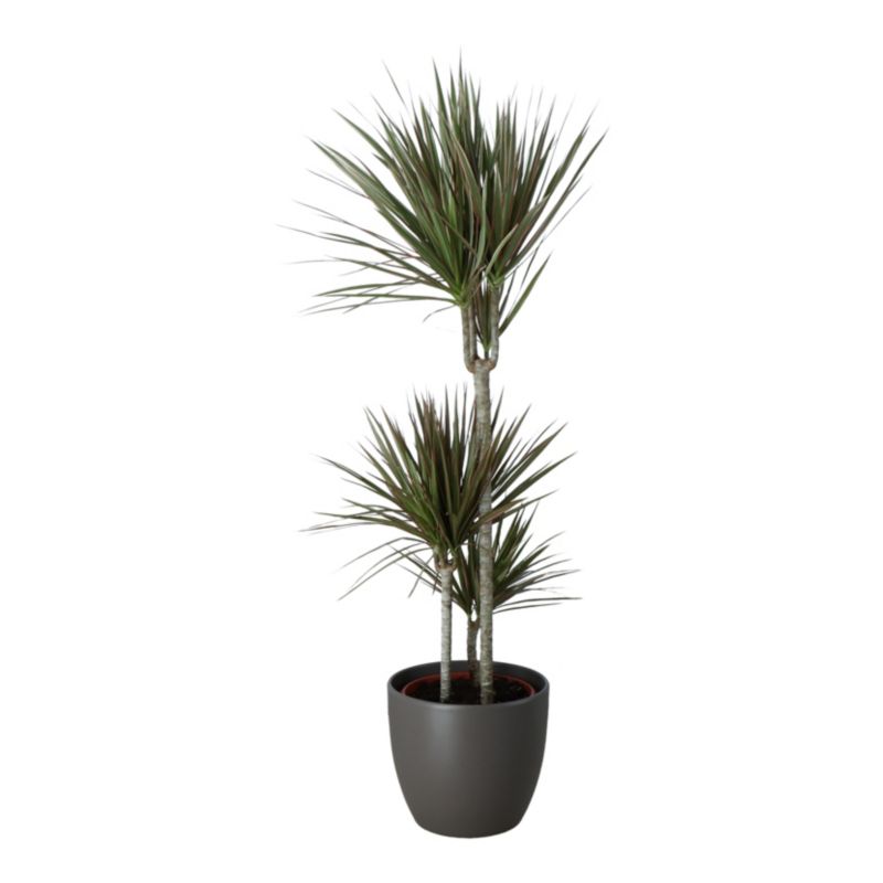 Dracena smocza w ceramicznej doniczce