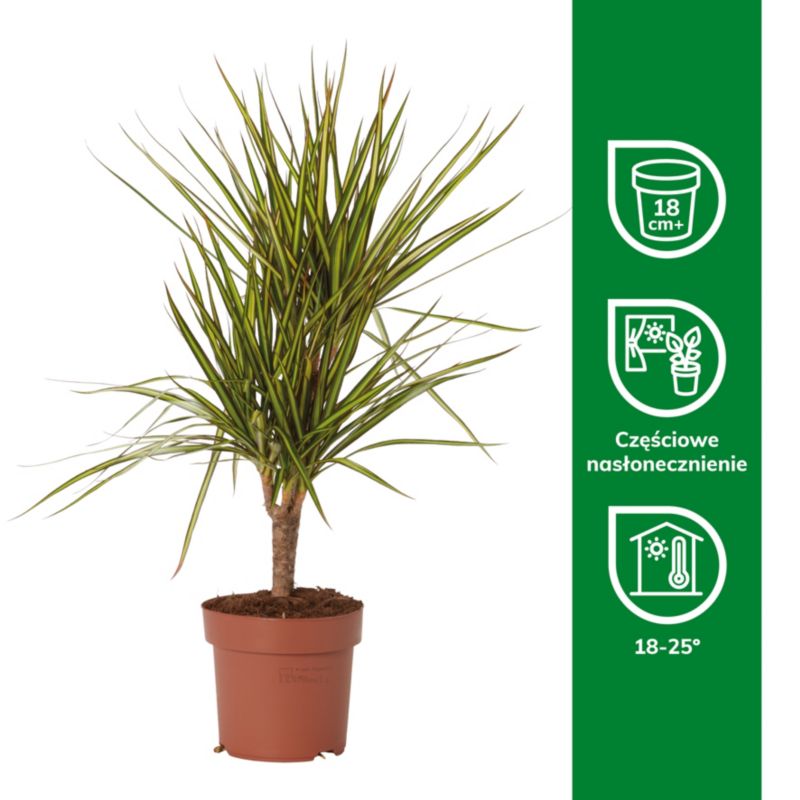 Dracena Sunray 2 pędy 17 cm wys. 70 cm