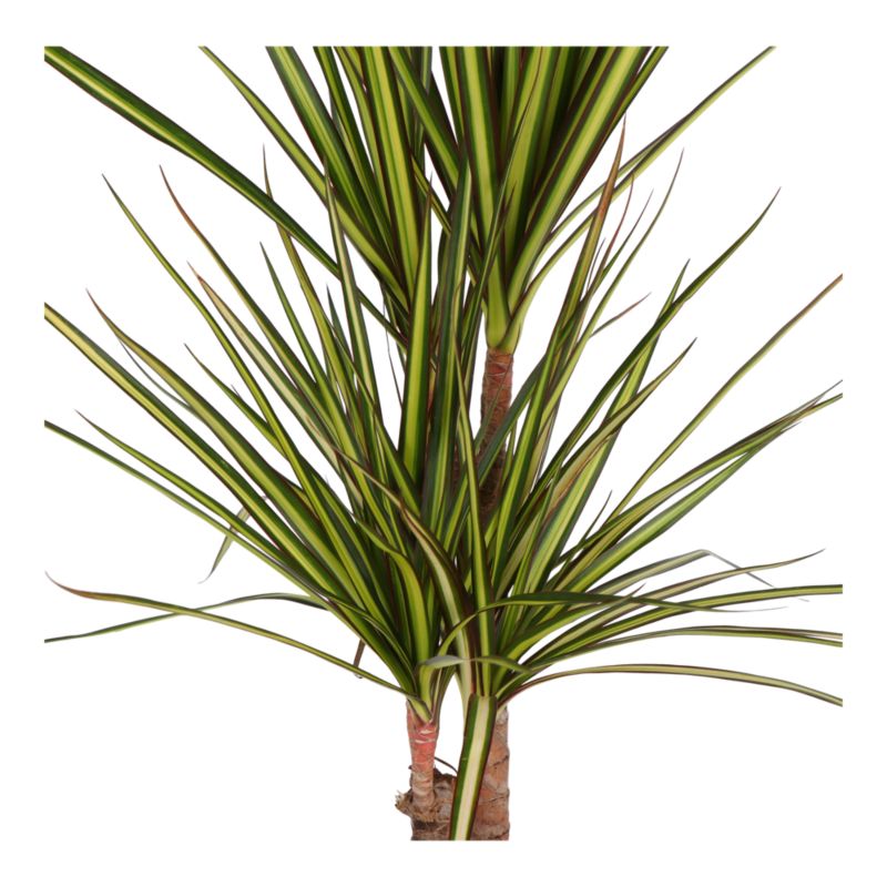 Dracena Sunray 2 pędy 17 cm wys. 70 cm