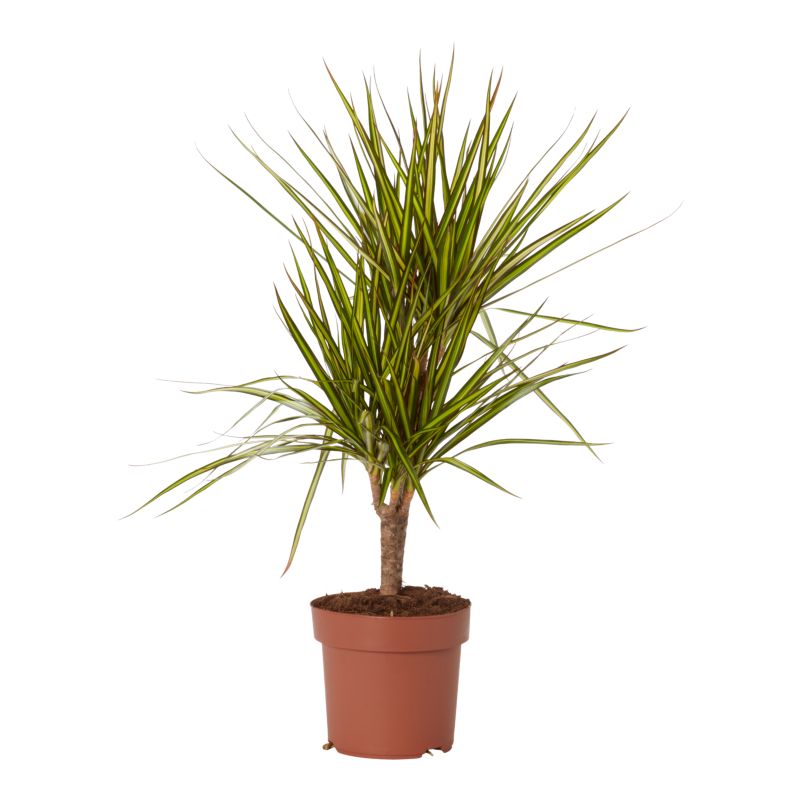 Dracena Sunray 2 pędy 17 cm wys. 70 cm