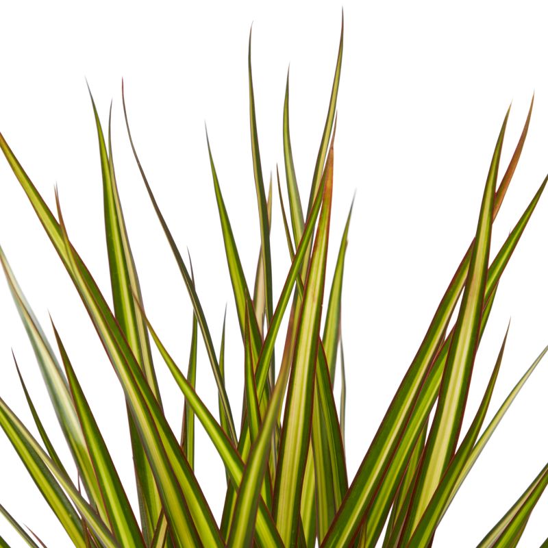 Dracena Sunray 2 pędy 17 cm wys. 70 cm