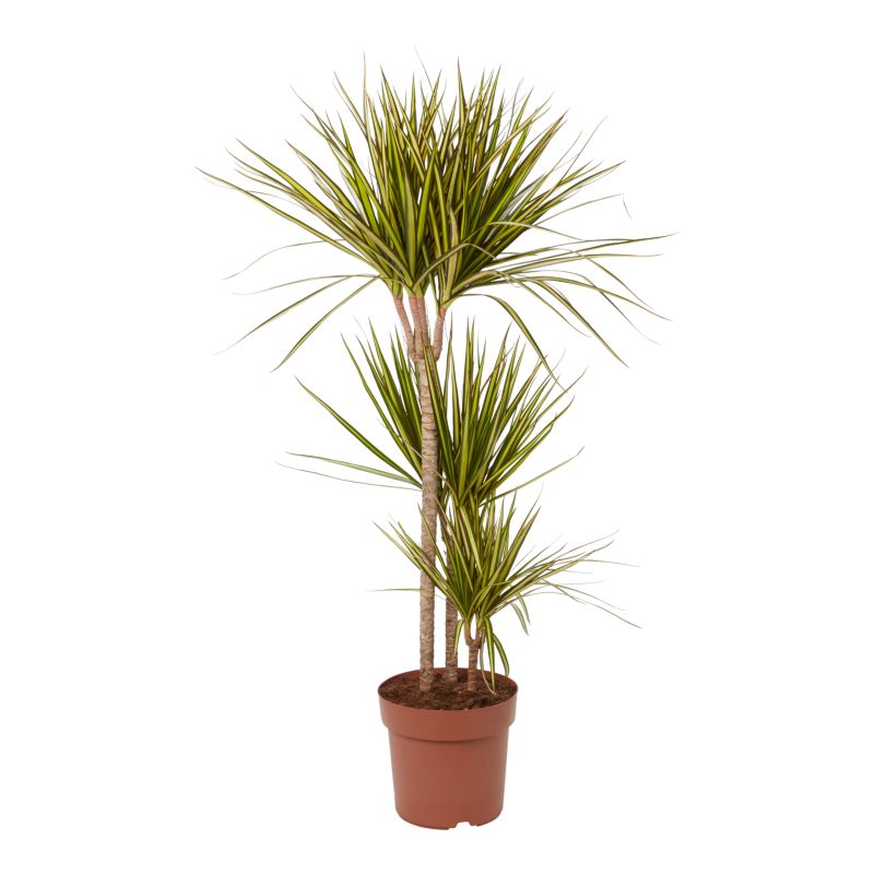 Dracena Sunray 3 pędy 24 cm wys. 120 cm
