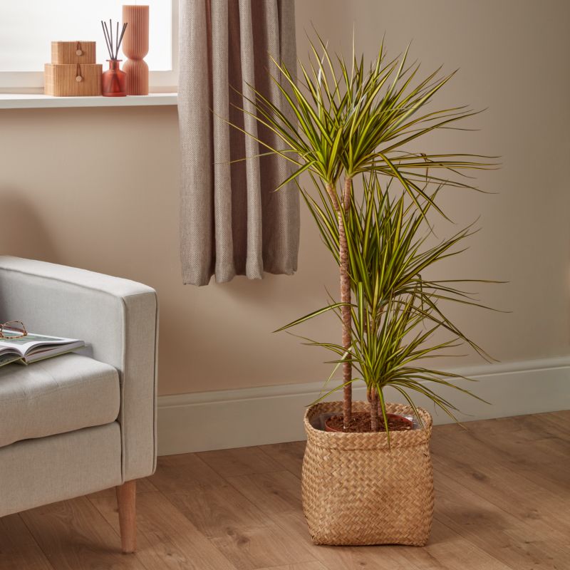 Dracena Sunray 3 pędy Verve 21 cm