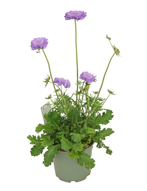 Driakiew mix kolorów 17 cm