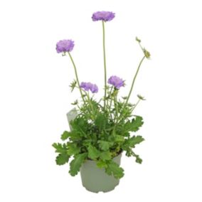 Driakiew mix kolorów 17 cm