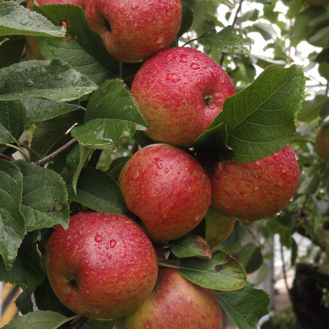 Drzewa owocowe Verve jabłoń / grusza