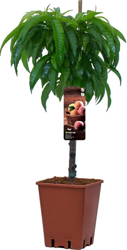 Drzewka owocowe Verve 50-70 cm mix