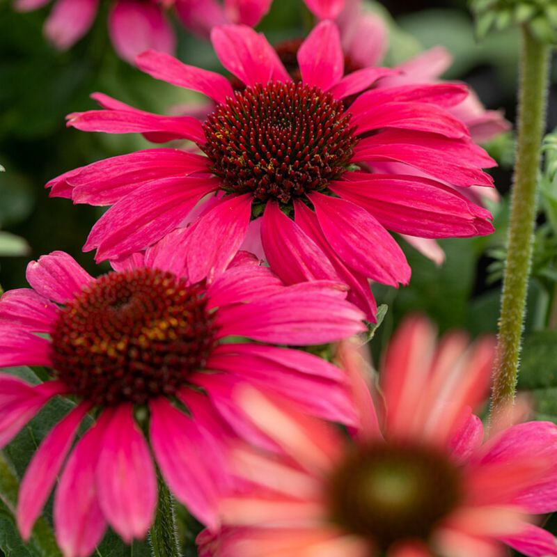 Echinacea doniczka 3 l