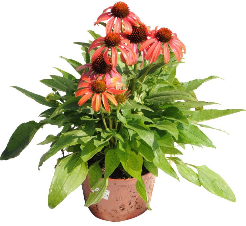 Echinacea jeżówka D17