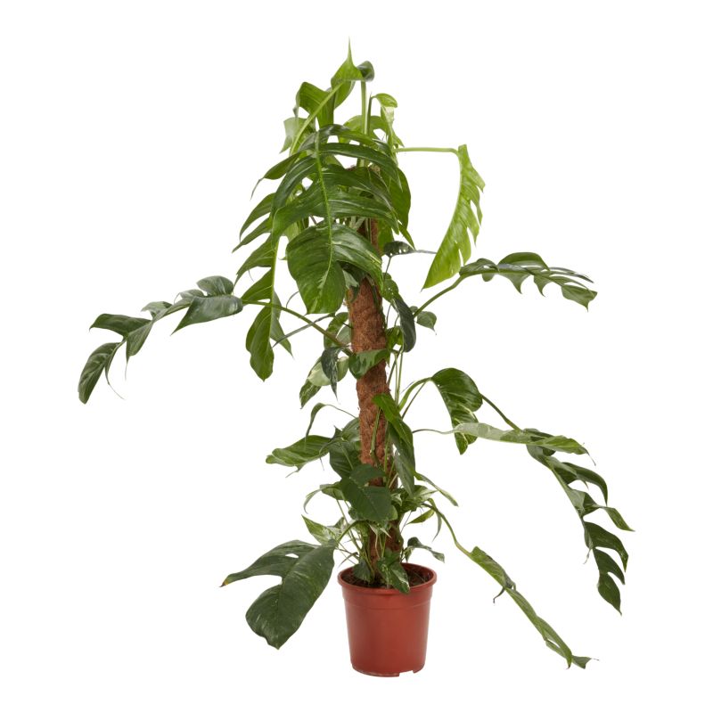 Epipremnum 24 cm wys. 120 cm