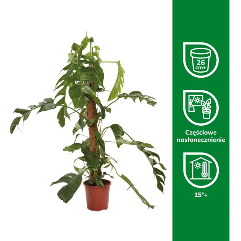 Epipremnum 24 cm