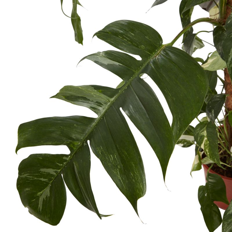 Epipremnum 24 cm