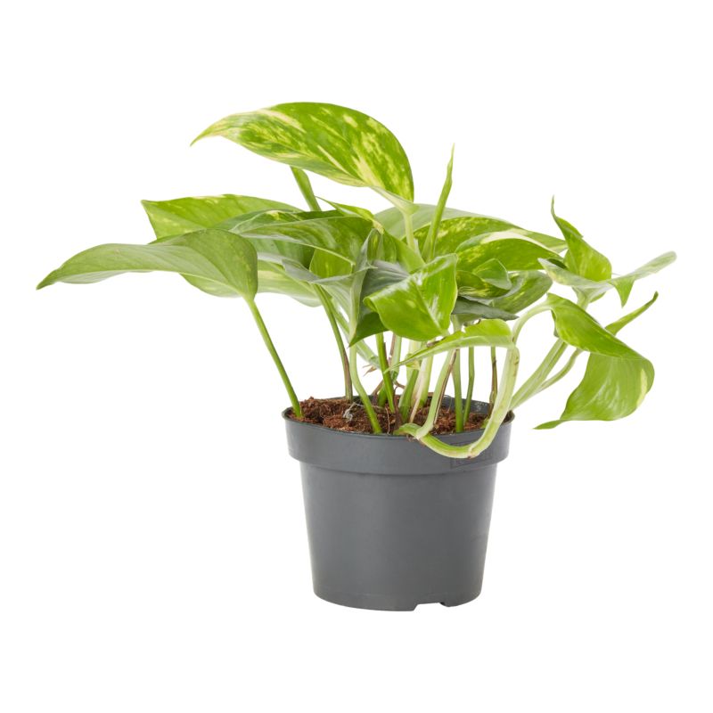 Epipremnum Devil's Ivy 12 cm wys. 20 cm