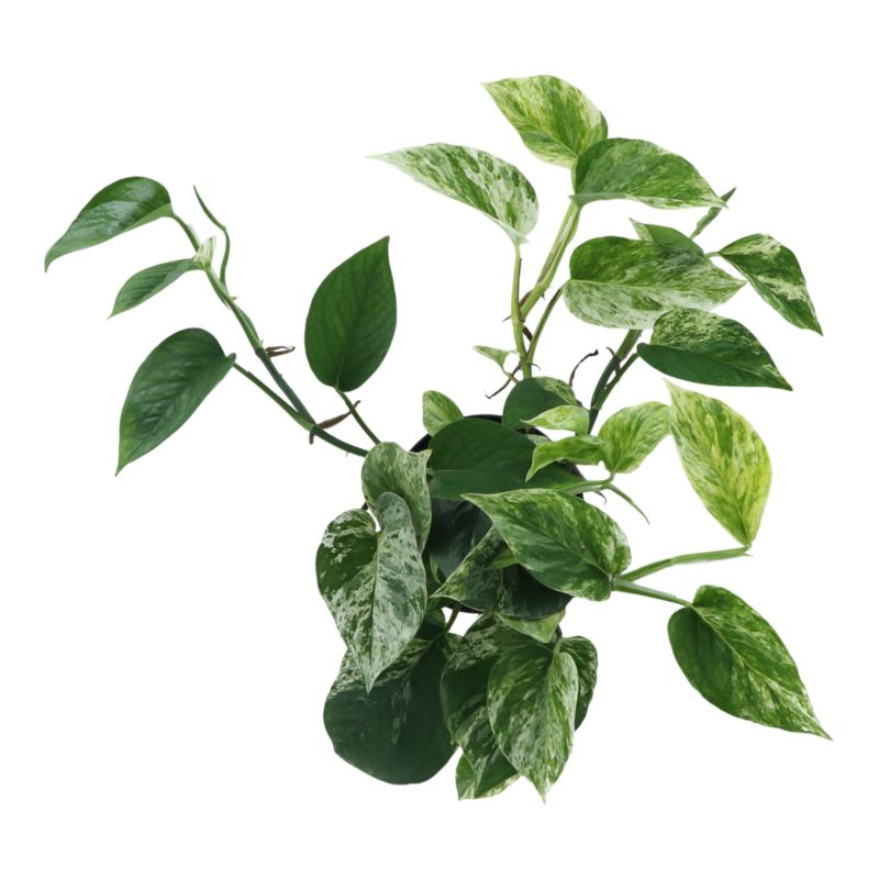 Epipremnum Marble Queen 12 cm