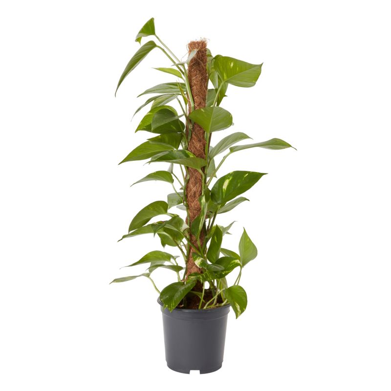 Epipremnum złociste doniczka 19 cm wys. 80 cm