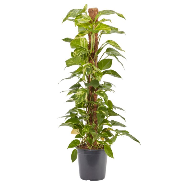 Epipremnum złociste doniczka 24 cm wys. 120 cm