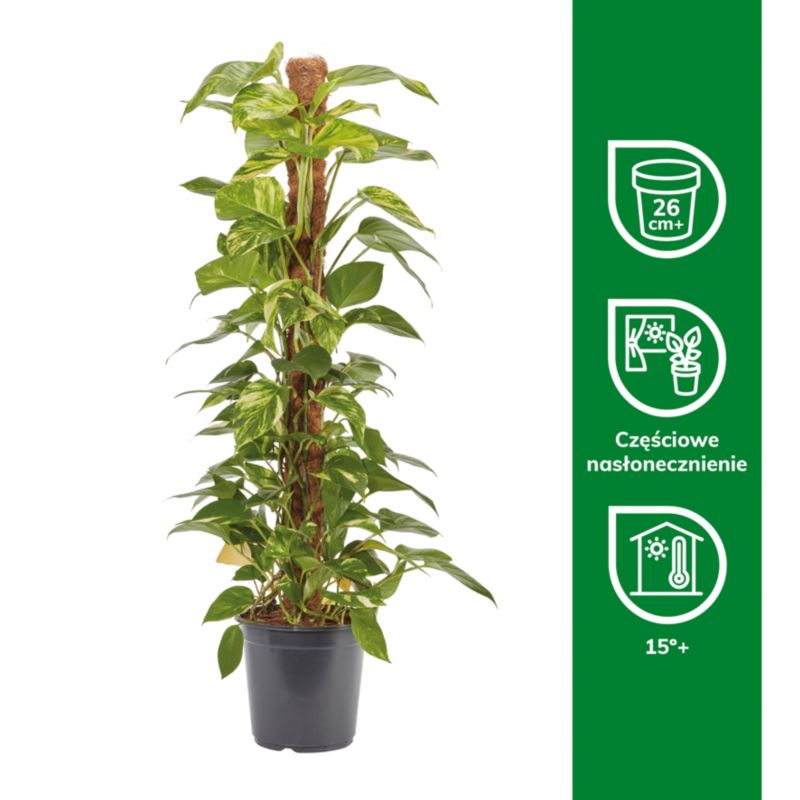 Epipremnum złociste doniczka 24 cm wys. 120 cm