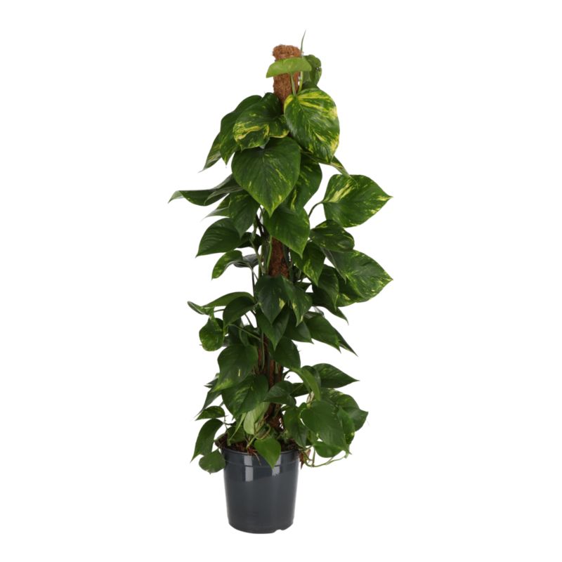 Epipremnum złociste doniczka 24 cm wys. 120 cm