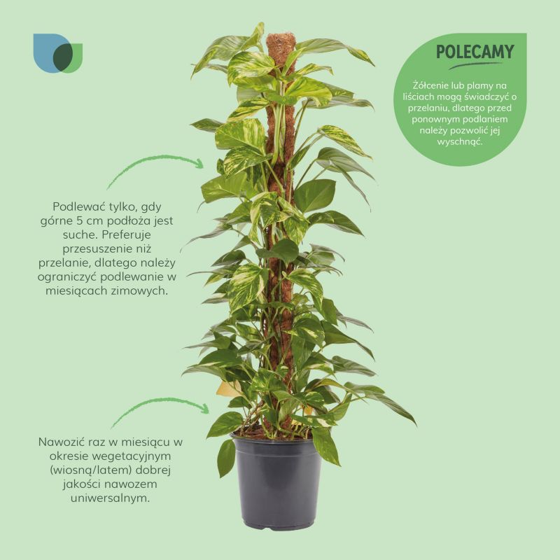 Epipremnum złociste doniczka 24 cm wys. 120 cm