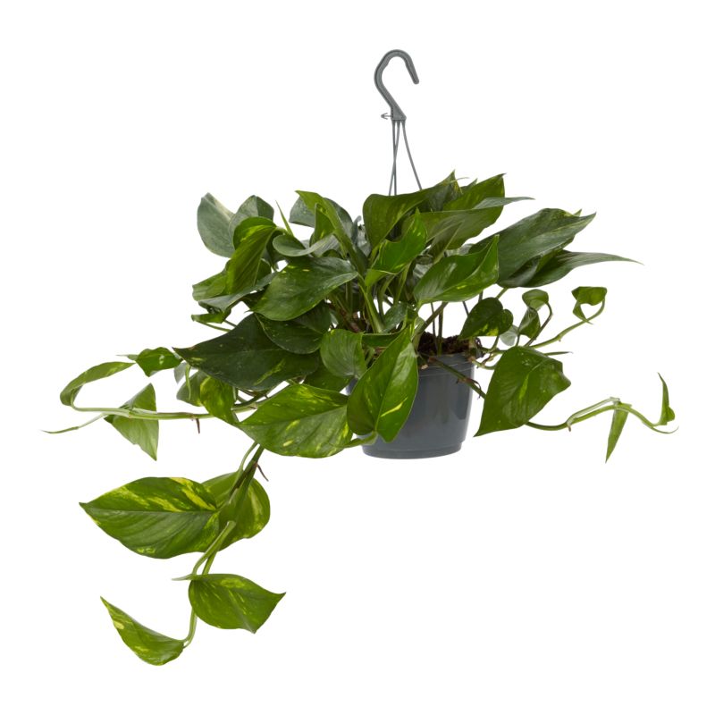 Epipremnum złociste wiszące 15 cm wys. 35 cm