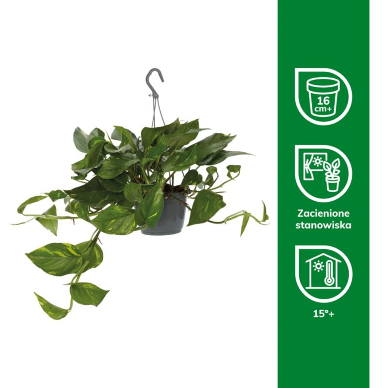 Epipremnum złociste wiszące 15 cm