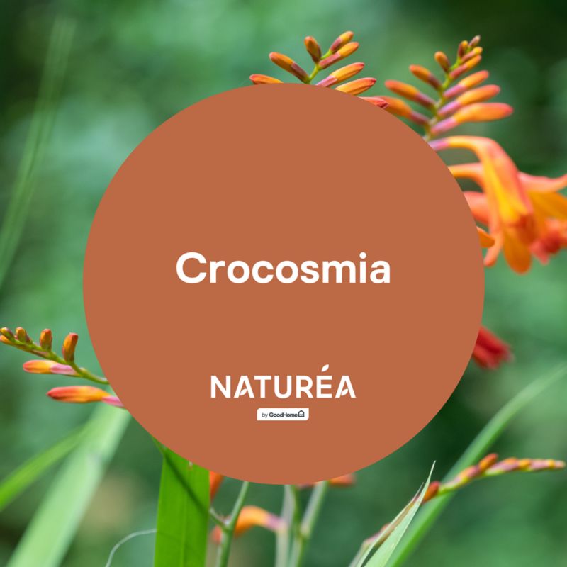 Farba GoodHome Naturea ściany i sufity Crocosmia mat 2,5 l