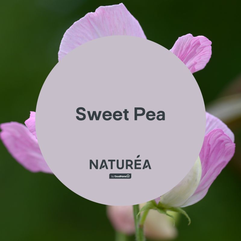 Farba GoodHome Naturea ściany i sufity Sweet Pea mat 2,5 l