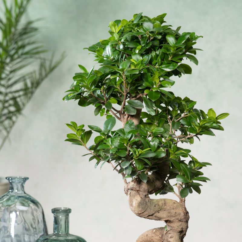 Ficus Microcarpa Ginseng GoodHome 20 cm