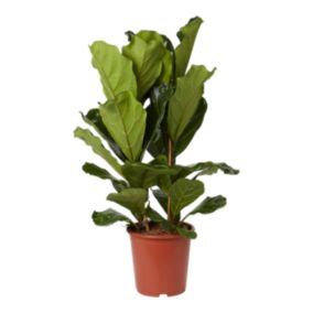 Figowiec dębolistny 27 cm