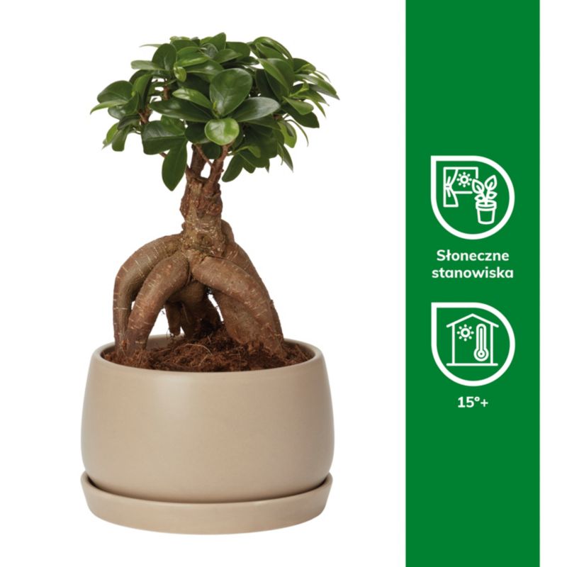 Figowiec Ginseng Bonsai Verve 15 cm wys. 30 cm