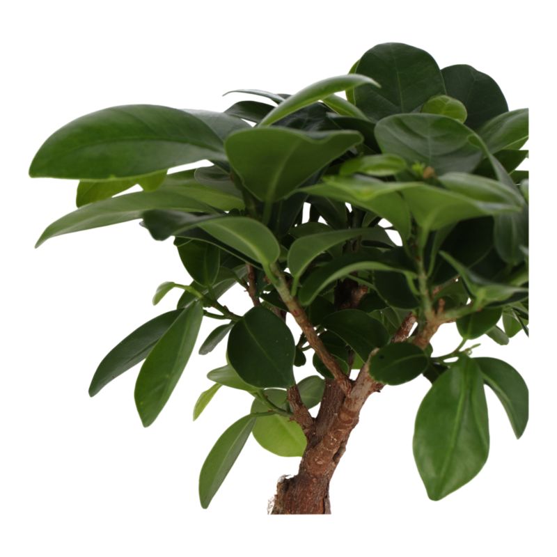 Figowiec Ginseng Bonsai Verve 15 cm wys. 30 cm