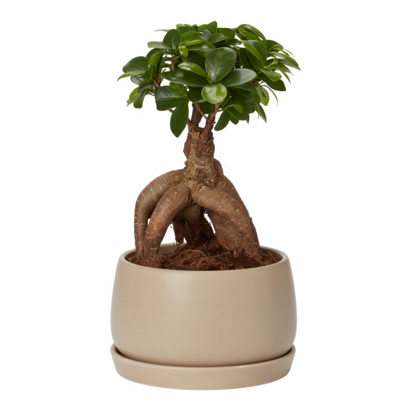 Figowiec Ginseng Bonsai Verve 15 cm wys. 30 cm