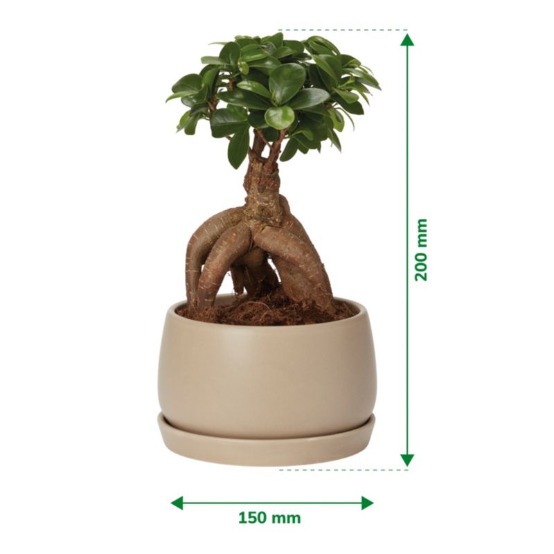 Figowiec Ginseng Bonsai Verve 15 cm wys. 30 cm