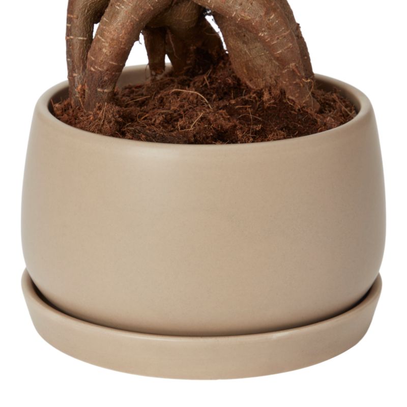 Figowiec Ginseng Bonsai Verve 15 cm wys. 30 cm