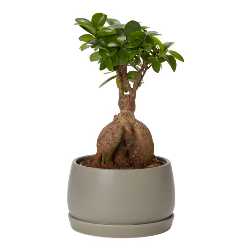 Figowiec Ginseng Bonsai Verve 15 cm wys. 30 cm