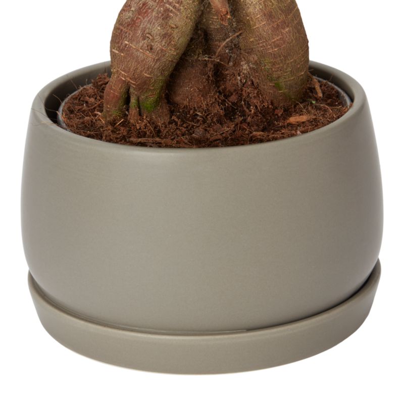 Figowiec Ginseng Bonsai Verve 15 cm wys. 30 cm