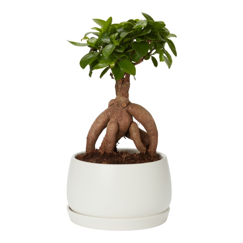 Figowiec Ginseng Bonsai Verve 15 cm wys. 30 cm